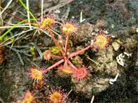 sundew (Drosera rotundifolia) an insect eating plant that grows in peat bogs.