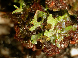 Hymenophyllum wrightii.