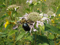 Bumble bee on wild bergamot (Monarda fistulosa).
