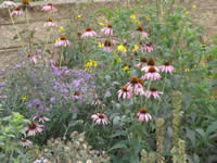 Aster and coneflower species.