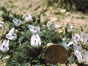 Astragalus schultziorum