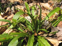 plantain-leaf sedge