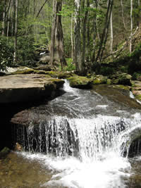 Cascades and moss covered rocks on Ledbetter Creek.