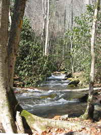 Ledbetter Creek with rhododendrons along the stream's banks