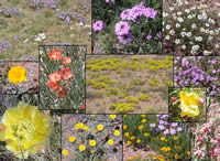 A collage of southwest wildflowers.