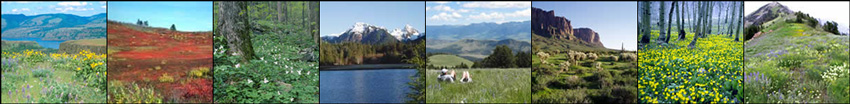 Strip of images from wildflower viewing areas on the national forests and grasslands.