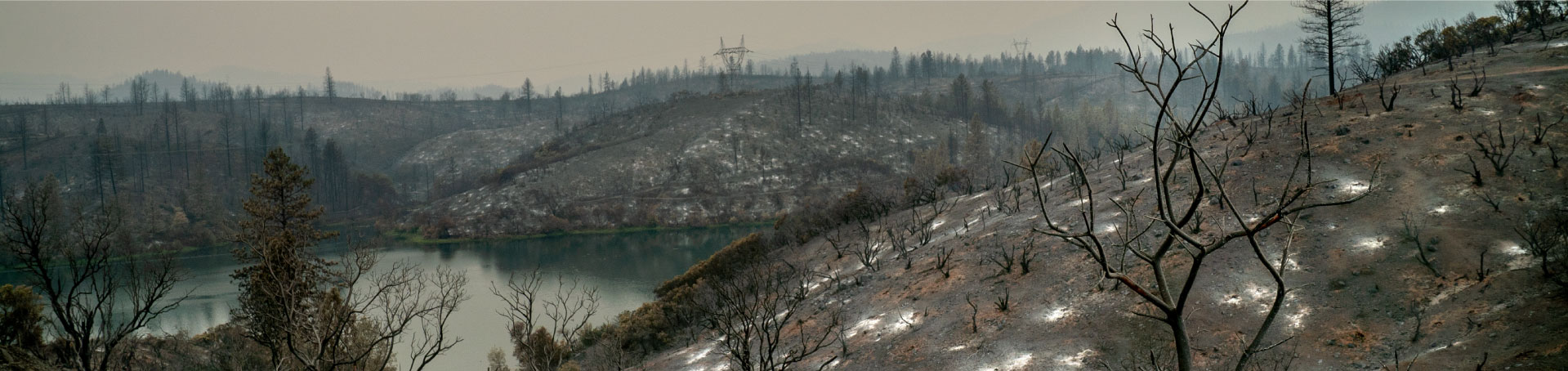 a picture of a forest after a fire.