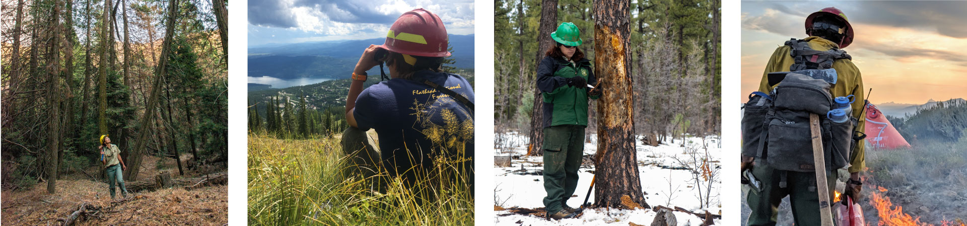 pictures of a person standing in a forest, a person on a hill, person stand by a tree, and a wildland firefighter